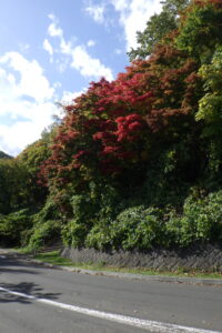 第一駐車場入口の紅葉