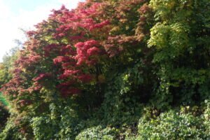 第1駐車場入口のヤマモミジ、駐車場の内側からズームで