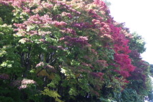 第1駐車場入口のヤマモミジ、駐車場の外側から。