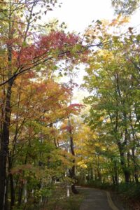 旭山紅葉情報2023年10月24日15記念樹の森イタヤカエデ