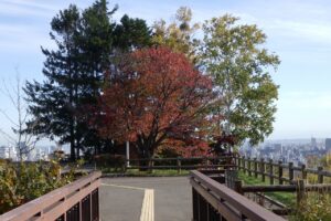 旭山紅葉情報2023年10月24日2展望台一本桜アーチ橋より