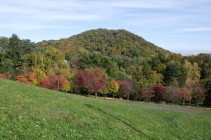 旭山紅葉情報2023年10月24日4円山と新桜並木の紅葉