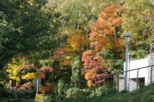 旭山紅葉情報2023年10月24日8第1駐車場