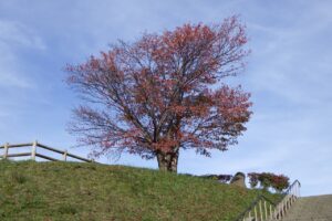旭山紅葉情報2023年10月24日1展望台一本桜