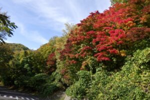 旭山紅葉情報2023年10月24日9第1駐車場入口のヤマモミジ