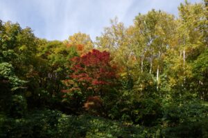 旭山紅葉情報2023年10月24日10旭山でいちばんきれいに色づくヤマモミジ