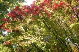 旭山紅葉情報2023年10月24日13旭山でいちばんきれいに色づくヤマモミジ