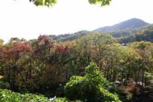 旭山紅葉情報2023年10月24日14山紅葉坂から藻岩山を望む