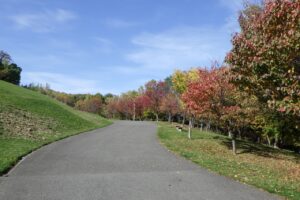 旭山紅葉情報2023年10月24日5新桜並木