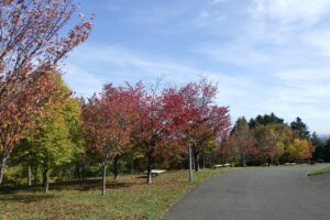 旭山紅葉情報2023年10月24日6新桜並木逆アングル