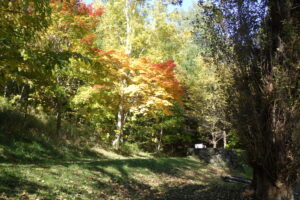 巨木の谷の石垣の紅葉