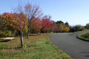 新桜並木の紅葉