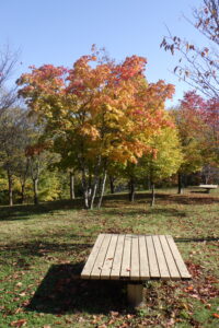 新桜並木の紅葉