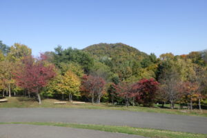 新桜並木と円山の紅葉の様子
