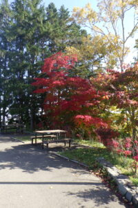 展望台横の紅葉