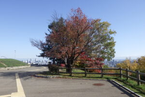 展望台の一本桜の紅葉