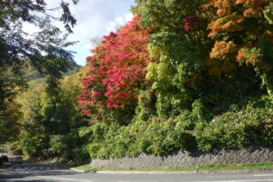 第一駐車場入口の紅葉