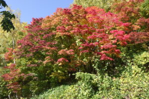 第1駐車場入口のヤマモミジ　正面から