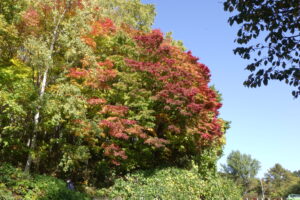 第1駐車場入口のヤマモミジ、駐車場の外側から。