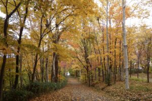 旭山紅葉情報2023年10月27日19森の家坂下り