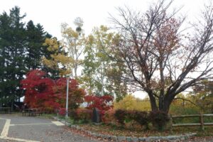 旭山紅葉情報2023年10月27日3展望台ハウチワカエデ