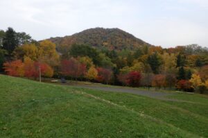 旭山紅葉情報2023年10月27日4円山と新桜並木