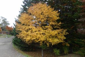 旭山紅葉情報2023年10月27日6小豆なし