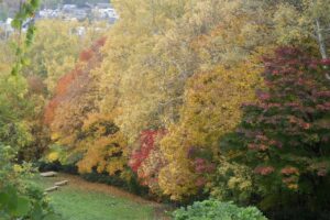 旭山紅葉情報2023年10月27日8ちびっこ広場