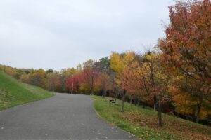 旭山紅葉情報2023年10月27日9新桜並木