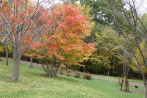 旭山紅葉情報2023年10月27日11新桜並木のハウチワカエデ