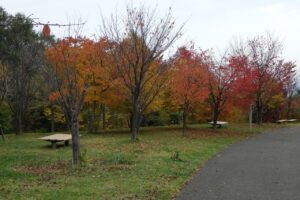 旭山紅葉情報2023年10月27日10新桜並木逆アングル