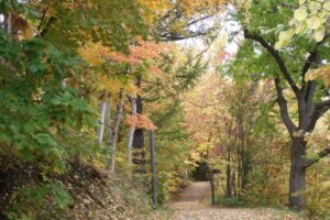 旭山紅葉情報2023年10月27日19森の家坂登り