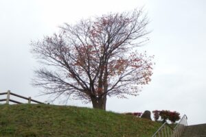 旭山紅葉情報2023年10月27日1展望台一本桜