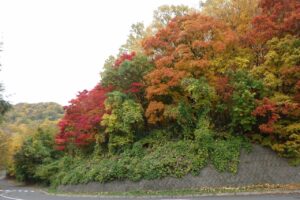 旭山紅葉情報2023年10月27日13第一駐車場入口のヤマモミジ