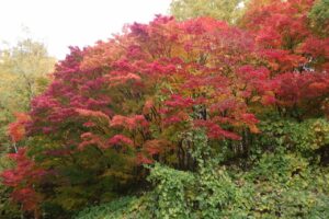 旭山紅葉情報2023年10月27日14第1駐車場入口のヤマモミジアップ