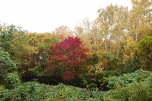 旭山紅葉情報2023年10月27日16旭山でいちばんきれいに色づくヤマモミジ