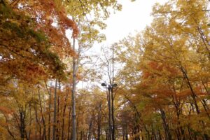 旭山紅葉情報2023年10月28日24記念樹の森