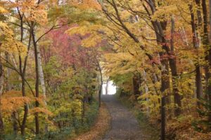 旭山紅葉情報2023年10月28日26森の家坂