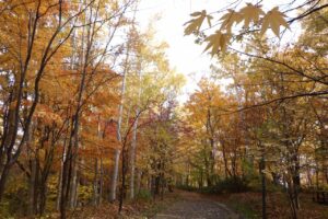 旭山紅葉情報2023年10月28日25記念樹の森