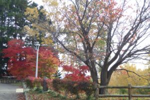 旭山紅葉情報2023年10月28日3展望台一本桜西側