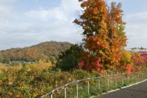 旭山紅葉情報2023年10月28日6展望台木立と円山