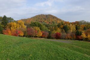 旭山紅葉情報2023年10月28日7円山と新桜並木