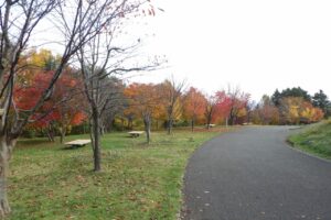 旭山紅葉情報2023年10月28日14新桜並木逆アングル