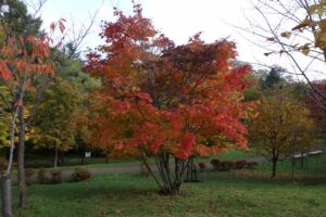 旭山紅葉情報2023年10月28日新桜並木のハウチワカエデ