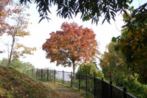 旭山紅葉情報2023年10月28日10噴水広場のイタヤカエデ