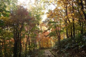 旭山紅葉情報2023年10月28日15