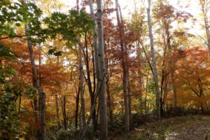 旭山紅葉情報2023年10月28日12噴水広場と遊具広場の間の道