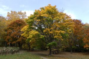 旭山紅葉情報2023年10月28日17遊具広場のイタヤカエデ