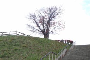 旭山紅葉情報2023年10月28日2展望台一本桜