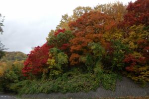 旭山紅葉情報2023年10月28日18第一駐車場入口のヤマモミジ